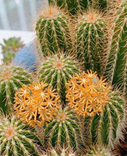 Cargar imagen en el visor de la galería, Whimsical Tanpopo Earrings